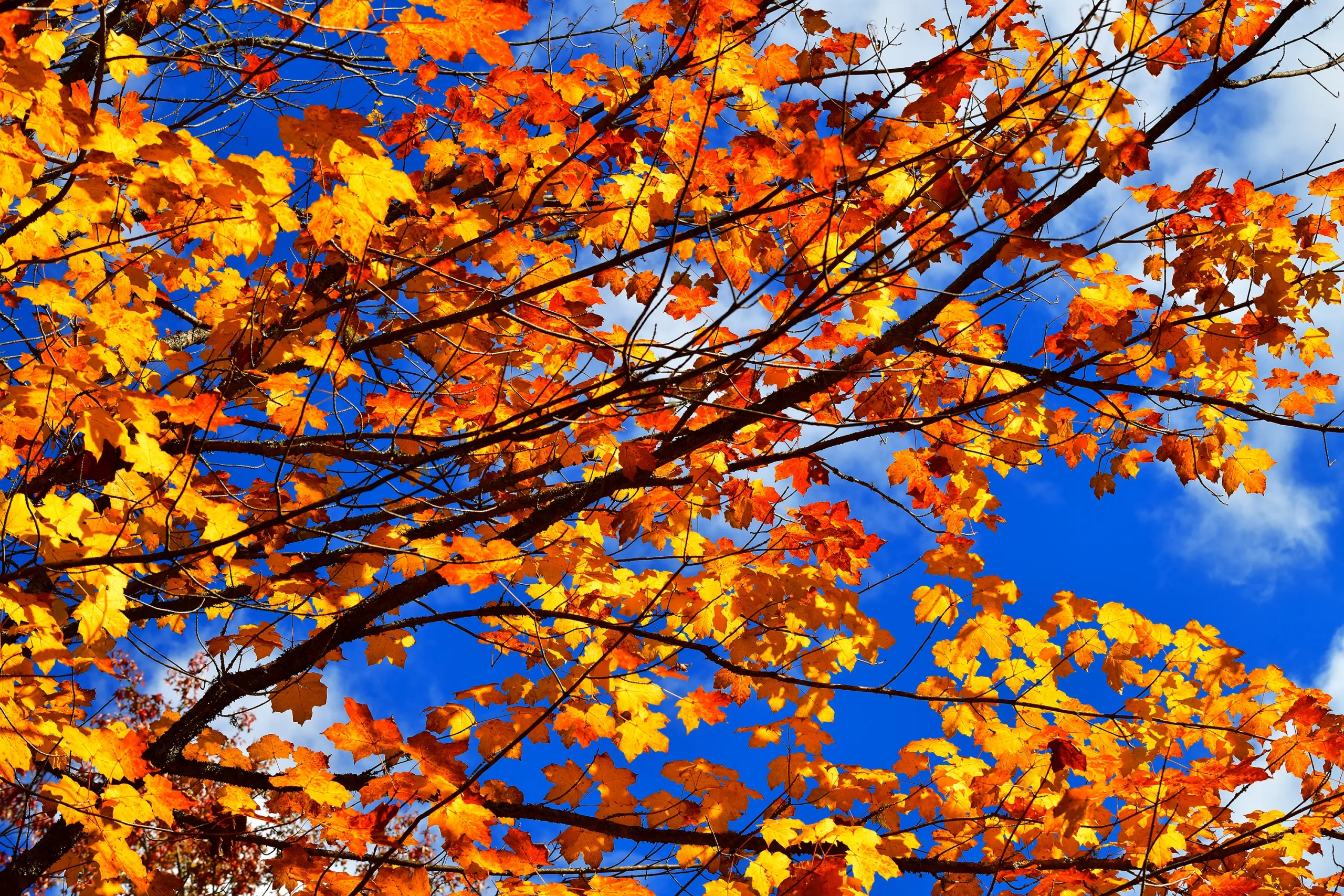 Autumn Sky Wall Art