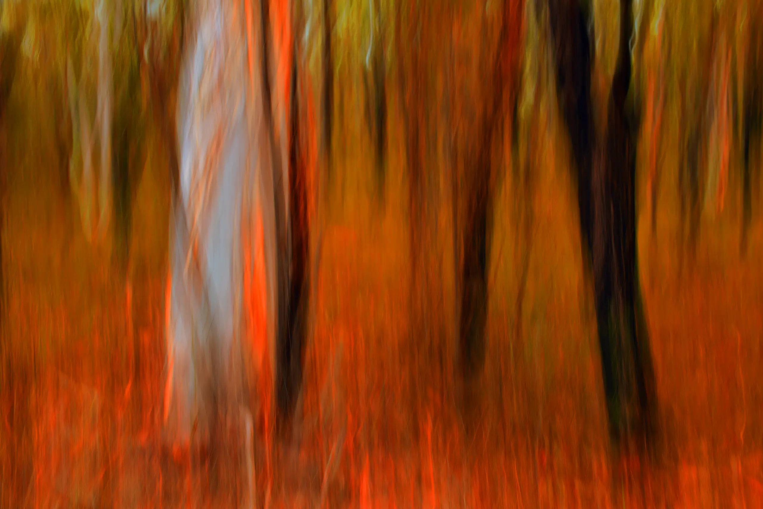 Burning Bush Wall Art