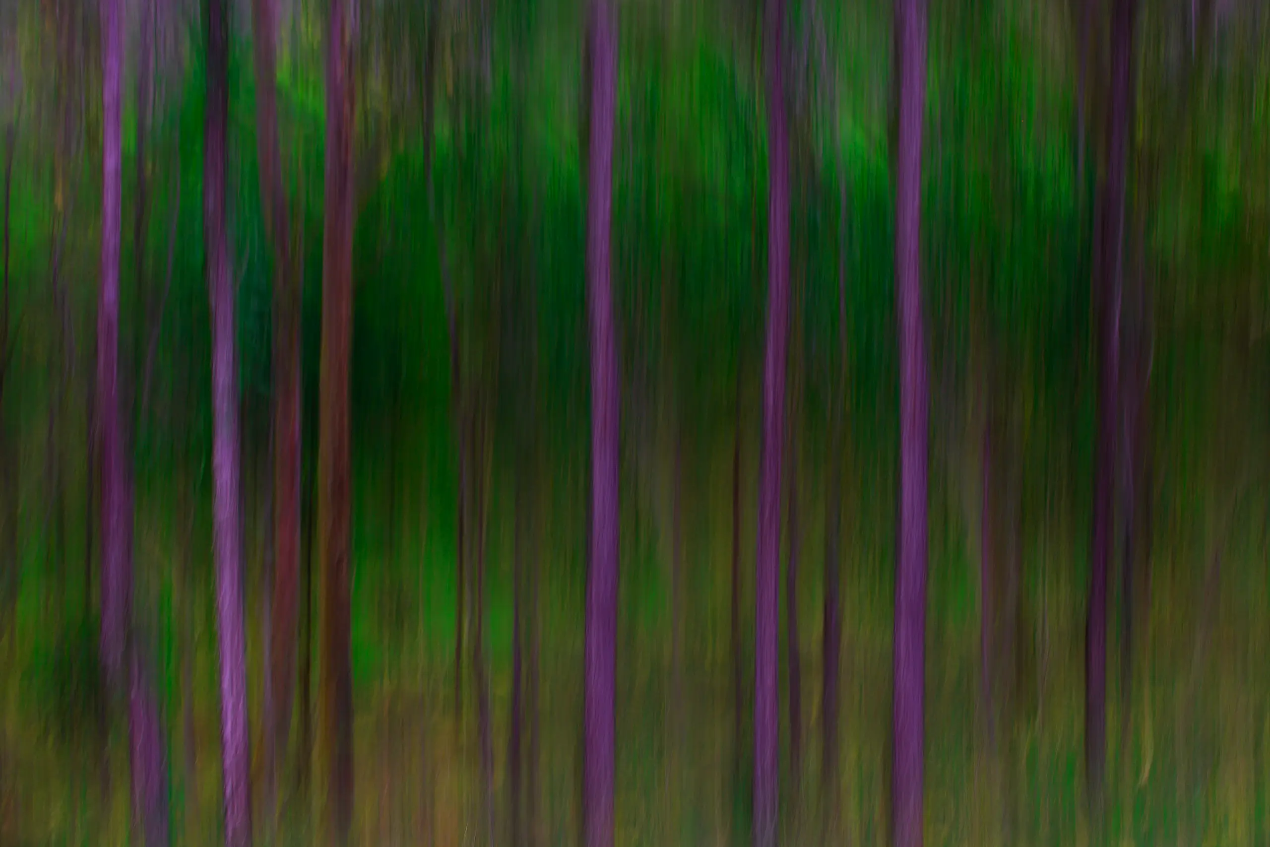 Bush Glow Wall Art