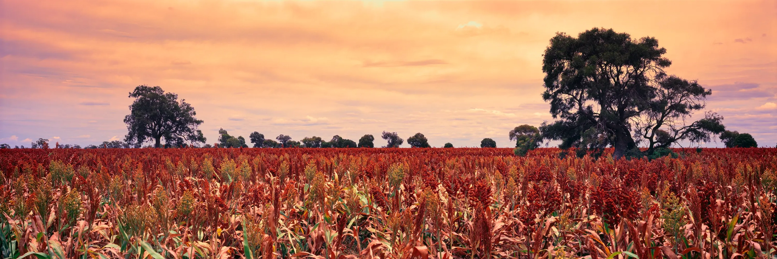 Sorghum Wall Art