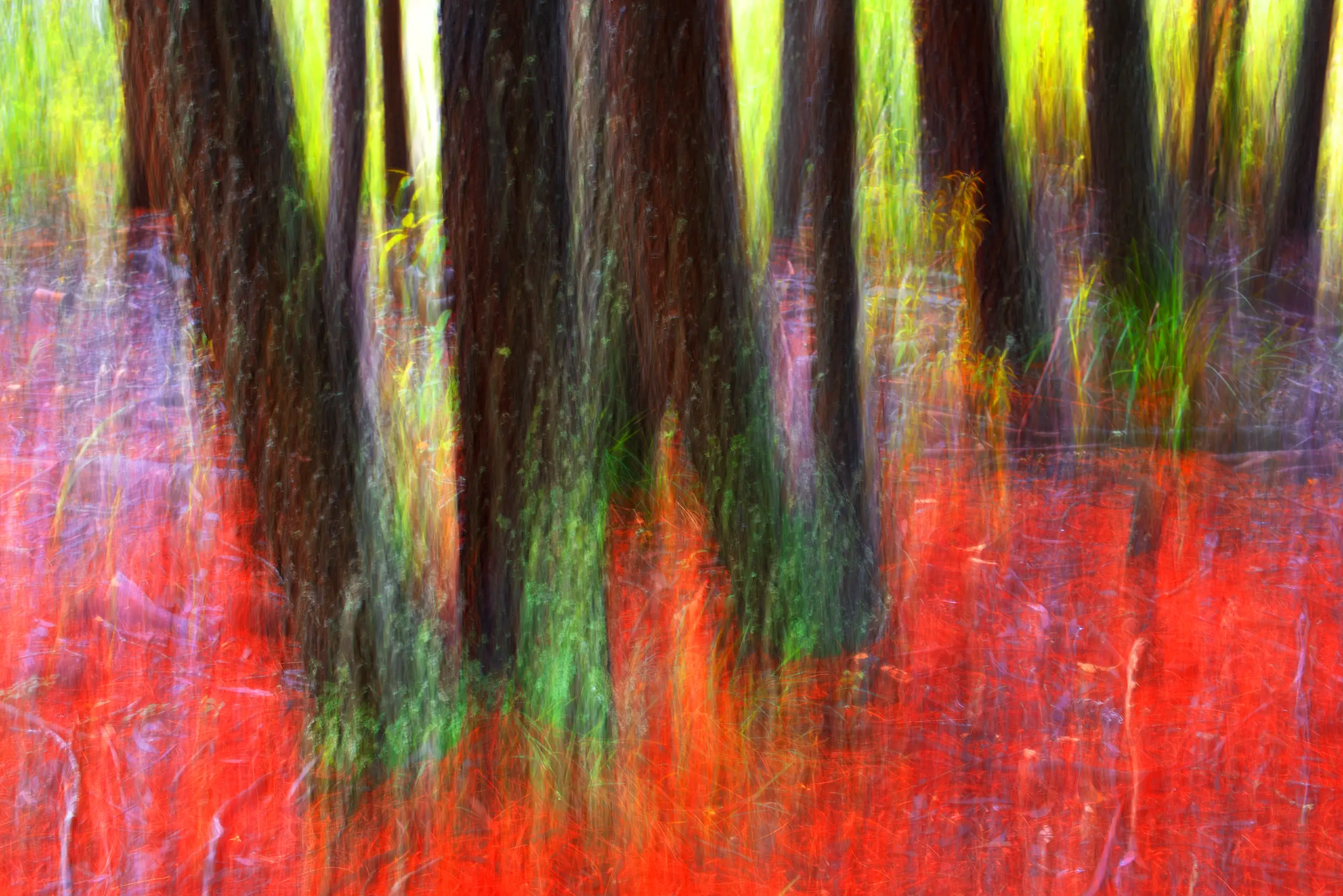 Forest Floor Wall Art