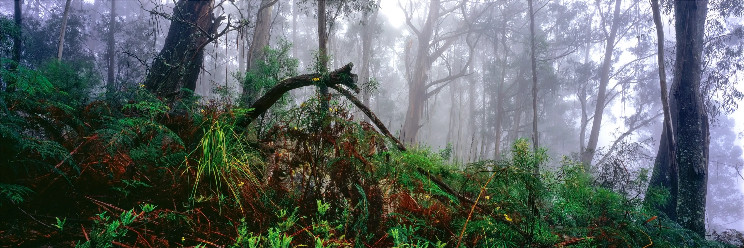 Forest Mist Wall Art