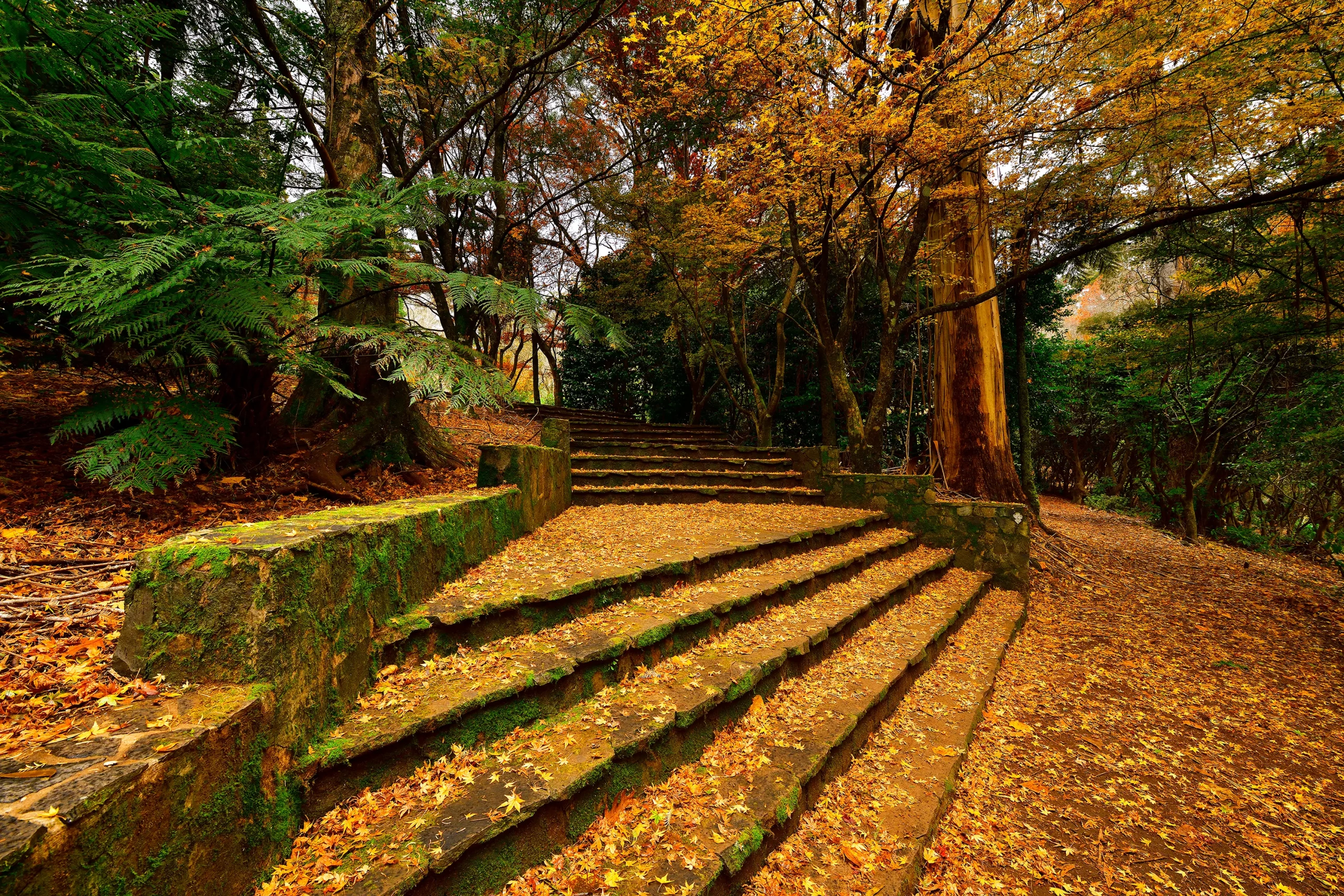 Golden Foliage Wall Art
