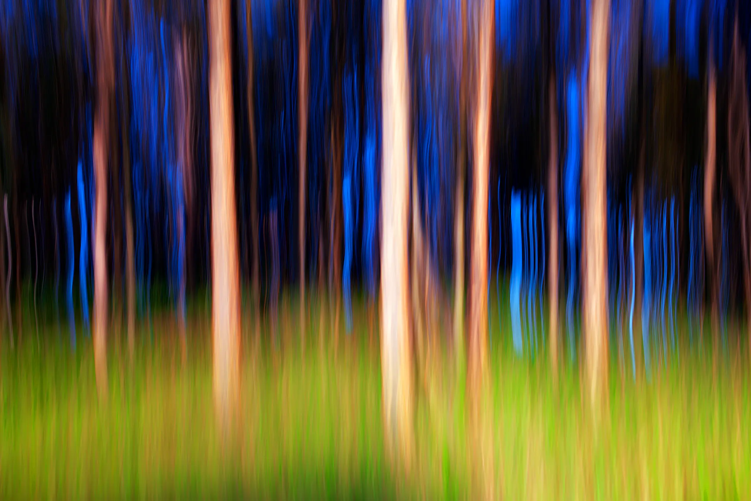 Hidden Forest Wall Art