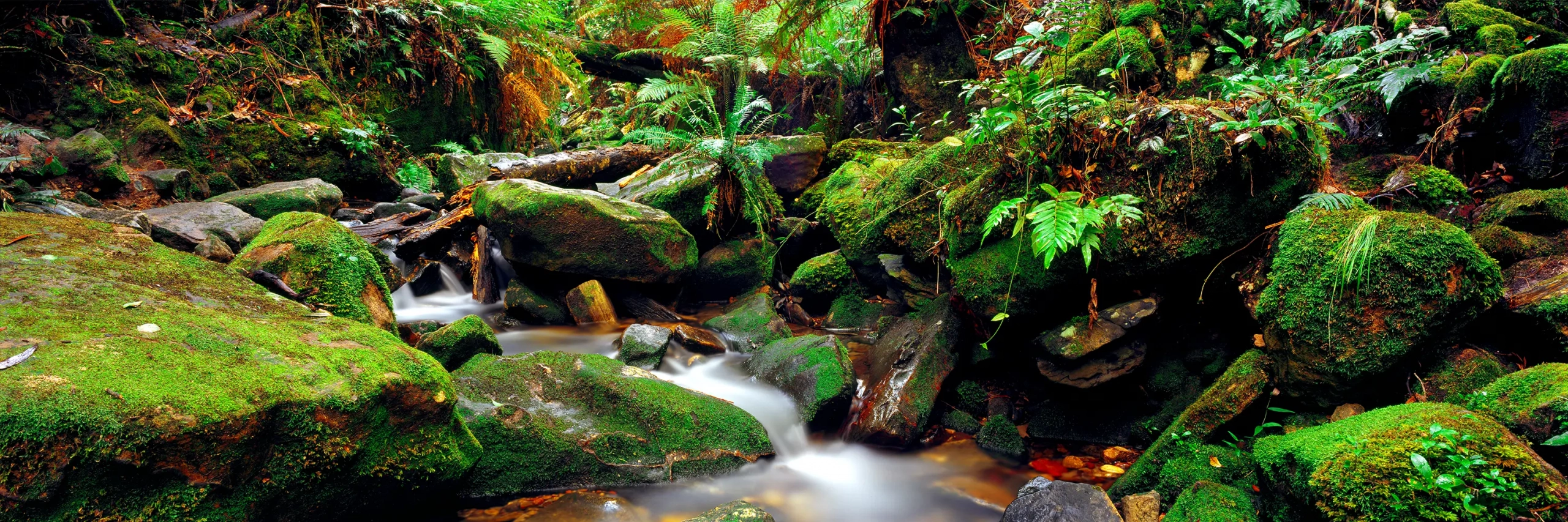 Living Forest Wall Art
