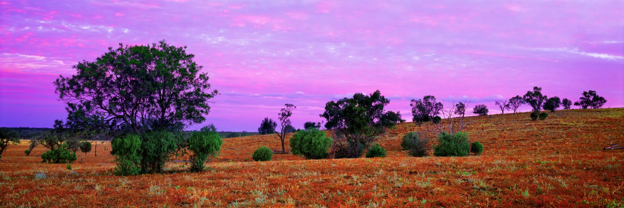 Mulga Scrub Wall Art