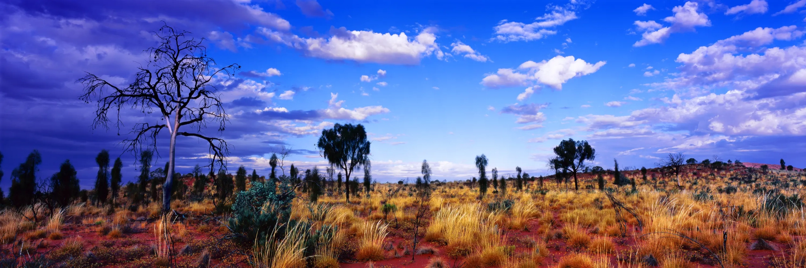 Desert Bush Wall Art