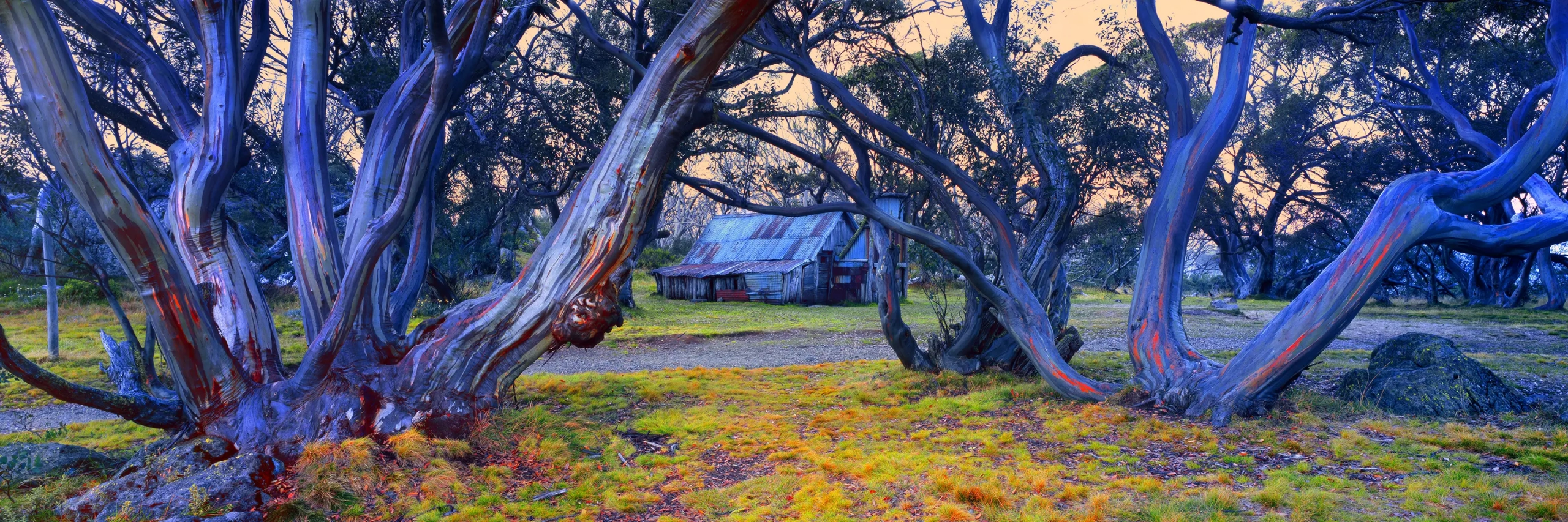 Snow Gums Wallace Hut Wall Art