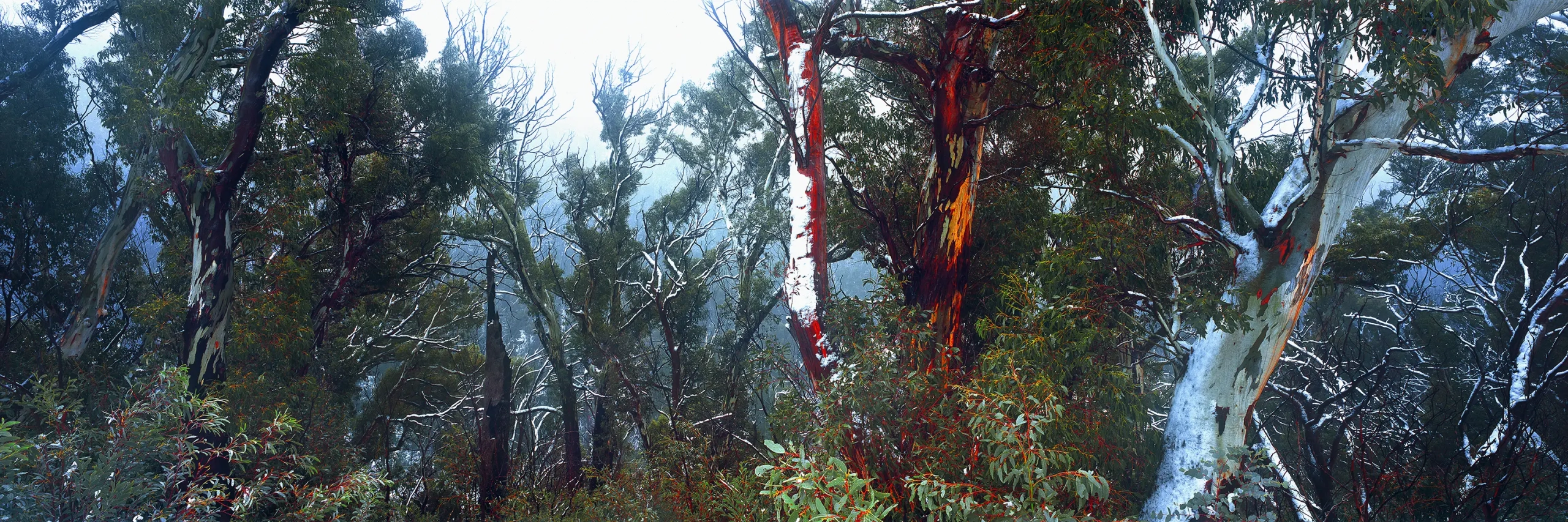 Thredbo Snow Gums Wall Art