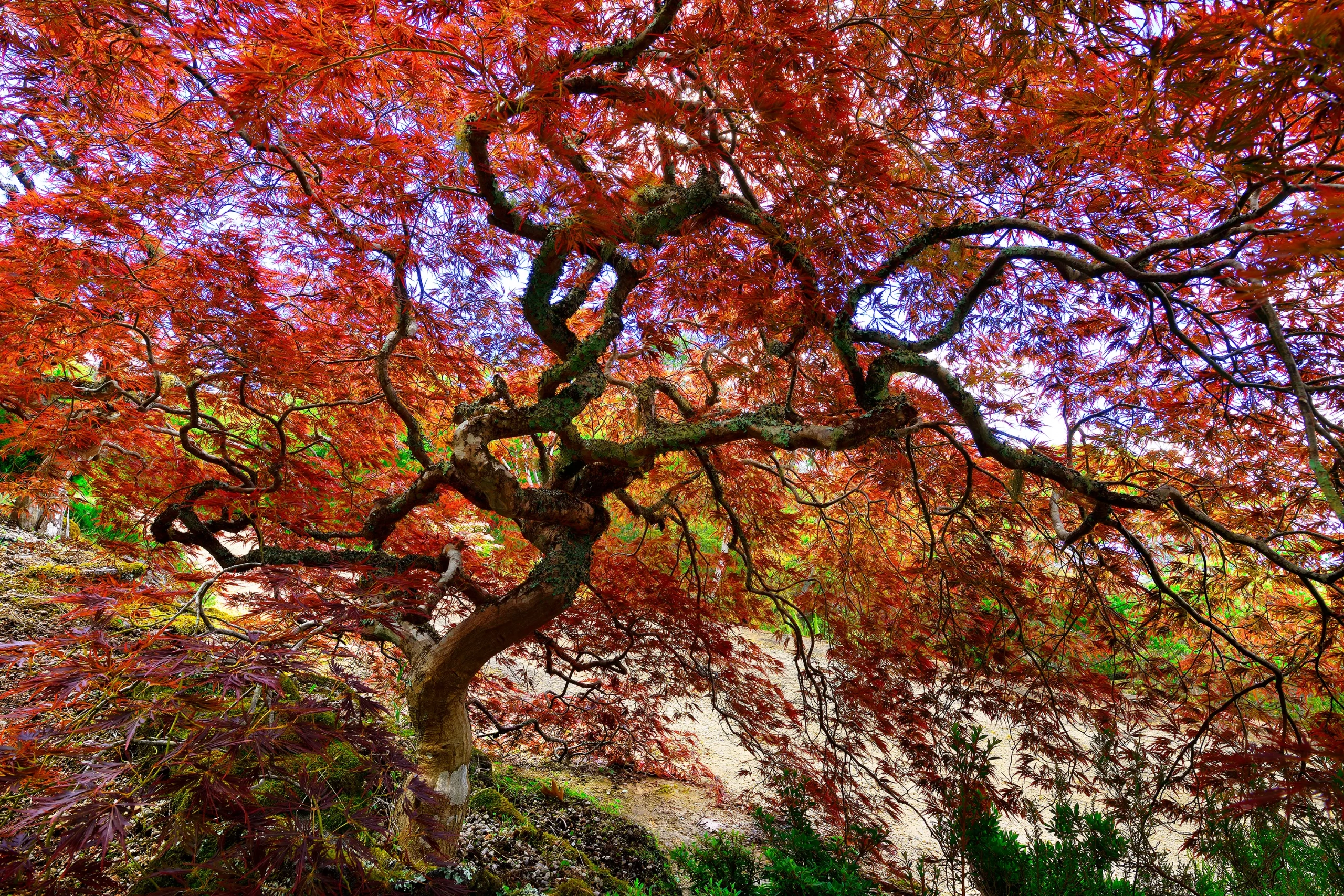 Tree Of Life Wall Art