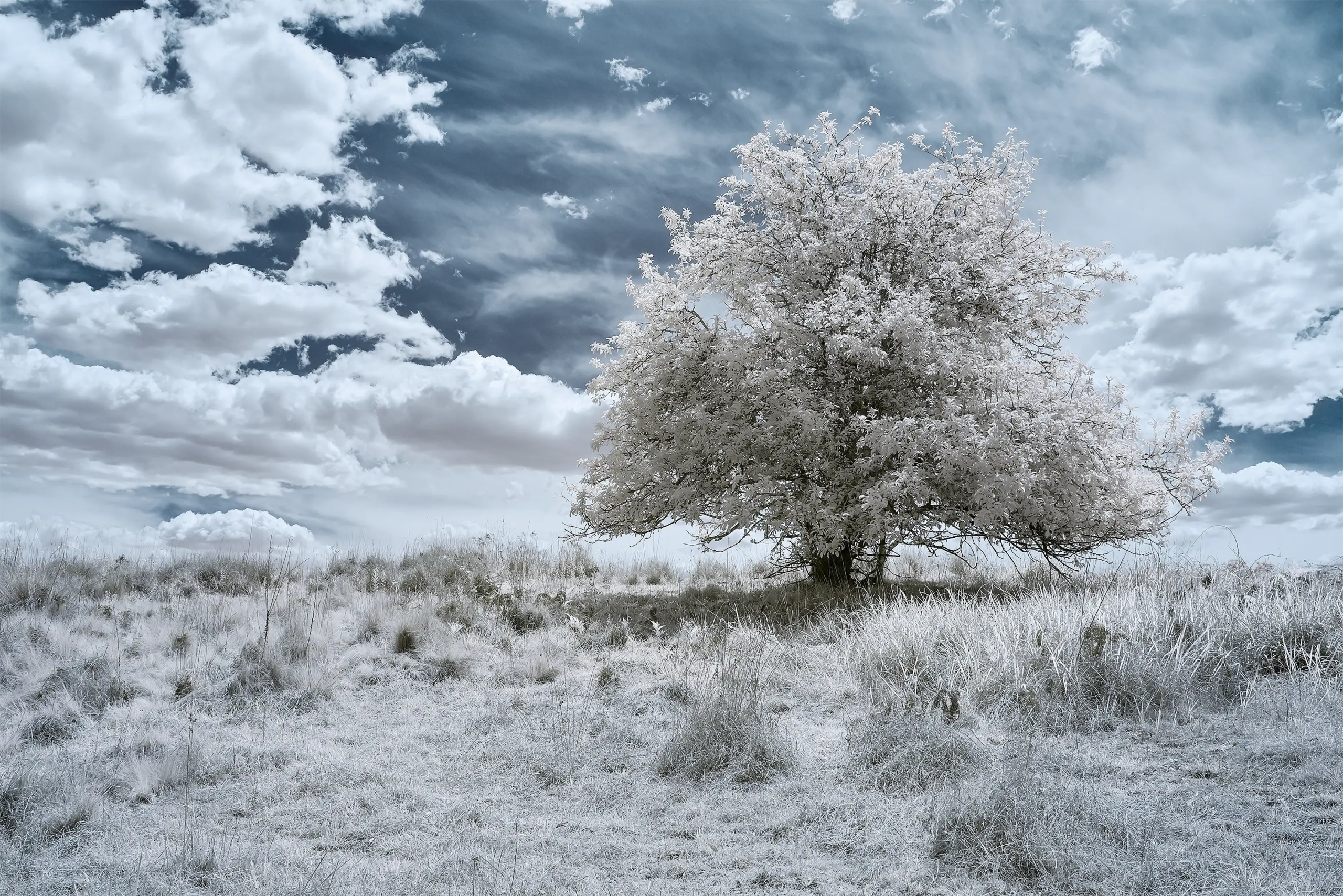 Natures Camouflage IR 720 NM Wall Art