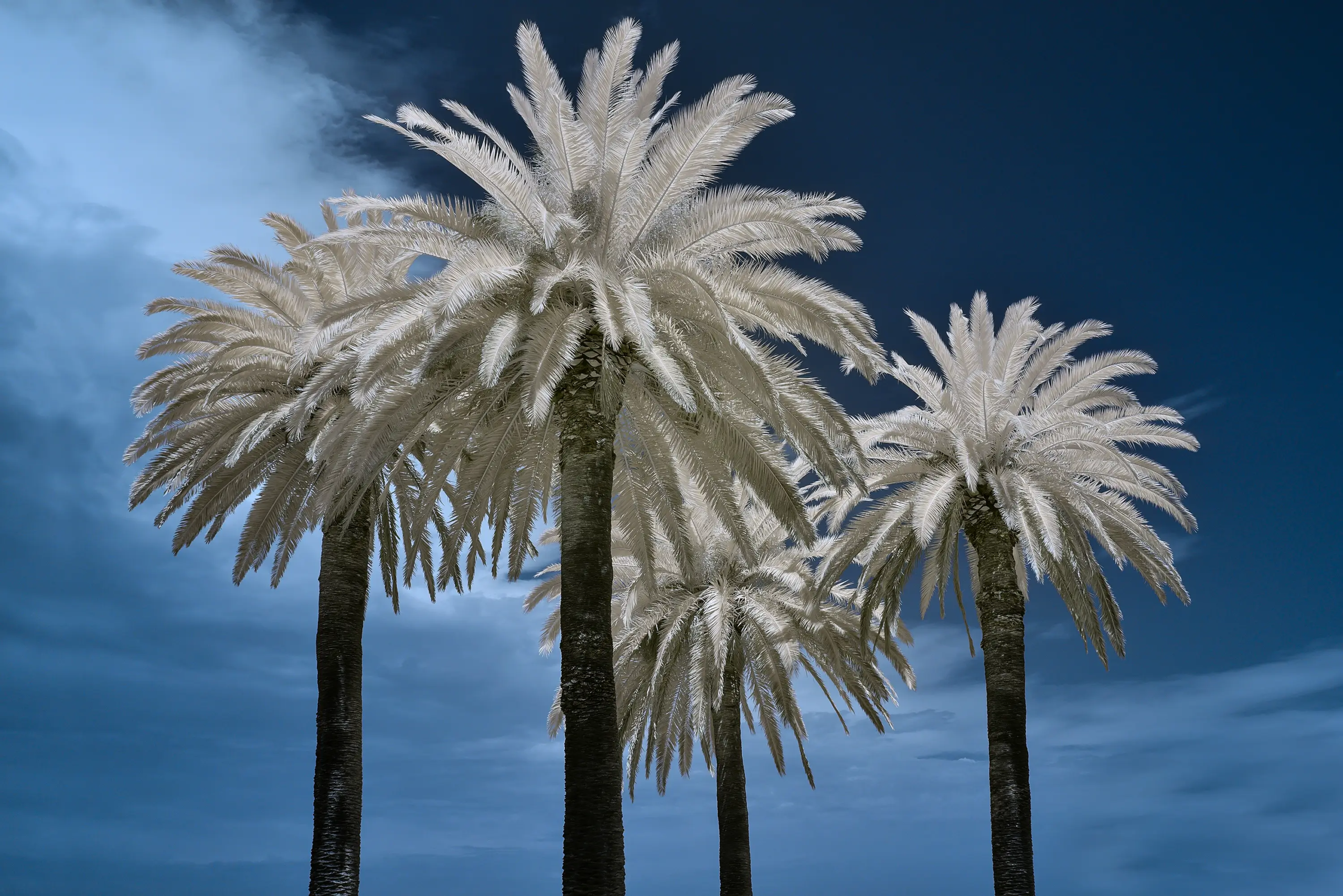 Palms IR 720 NM Wall Art