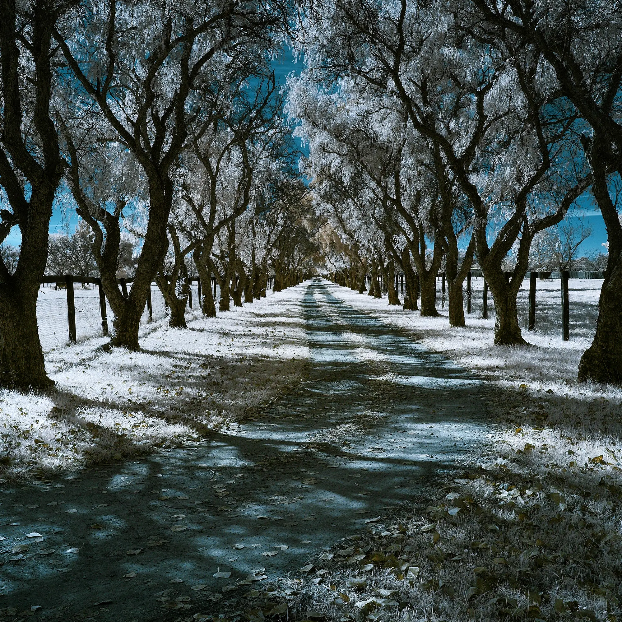 Country Path Wall Art