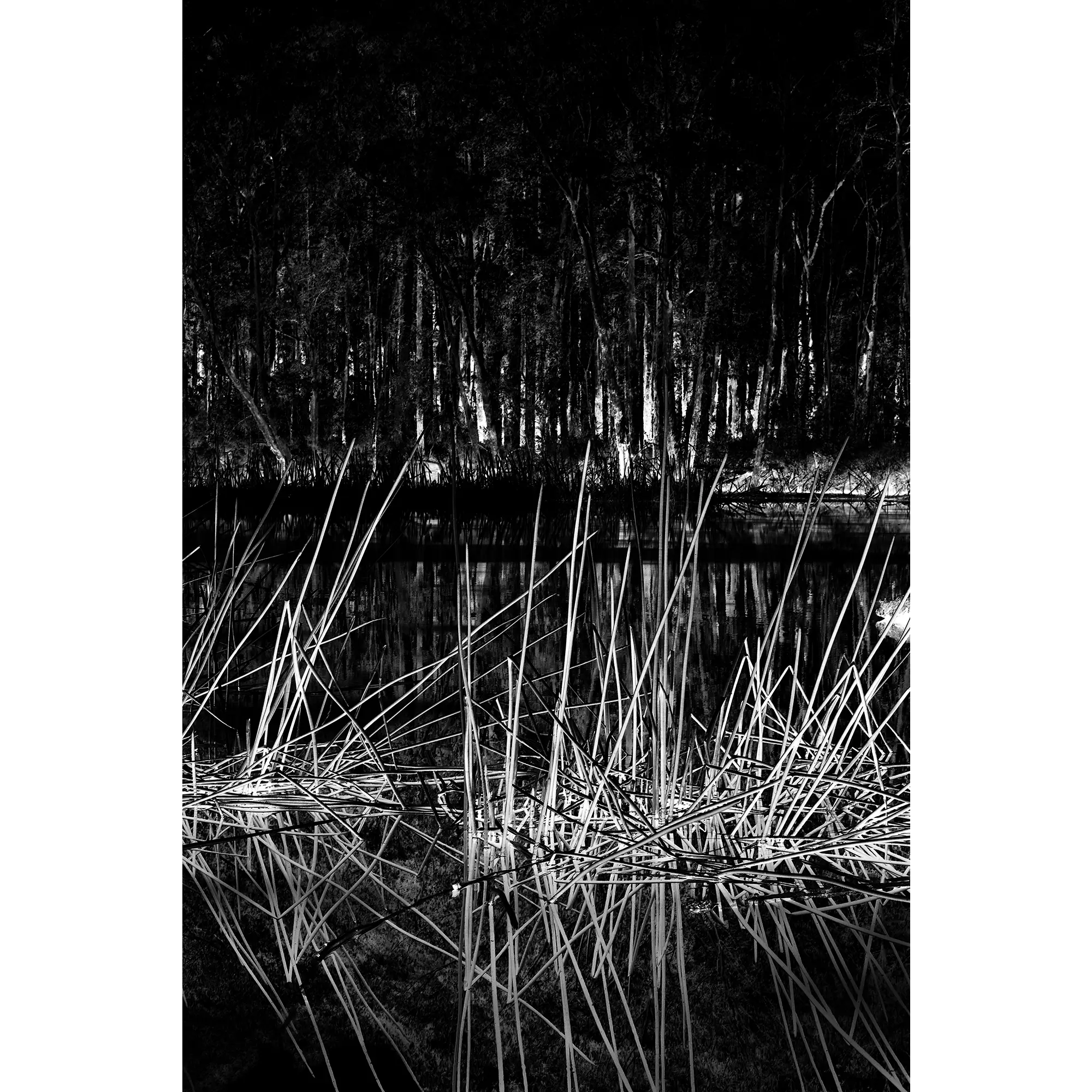 Midnight Reeds Wall Art