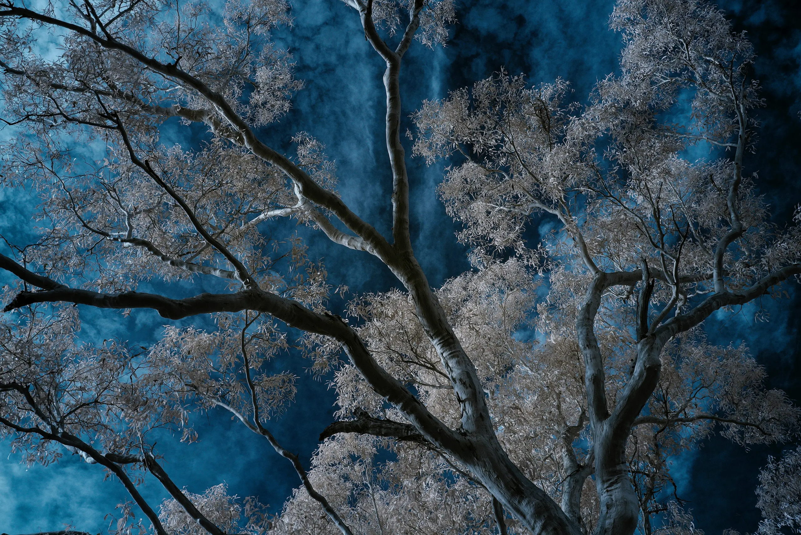 Sky Fall Wall Art