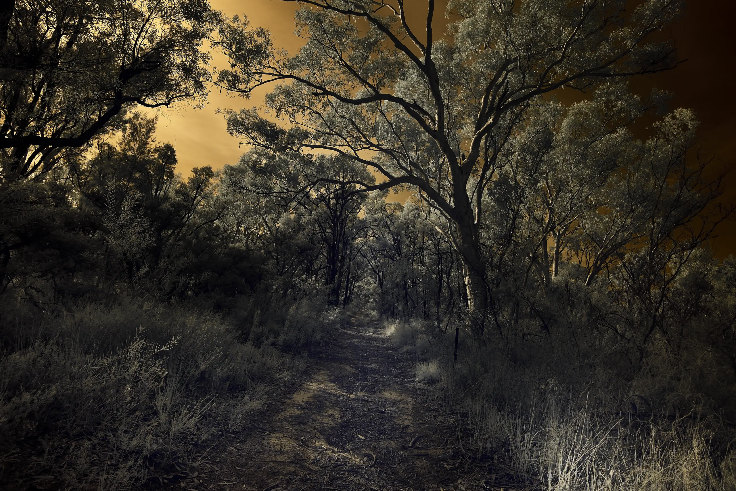 Wicked Woods Wall Art