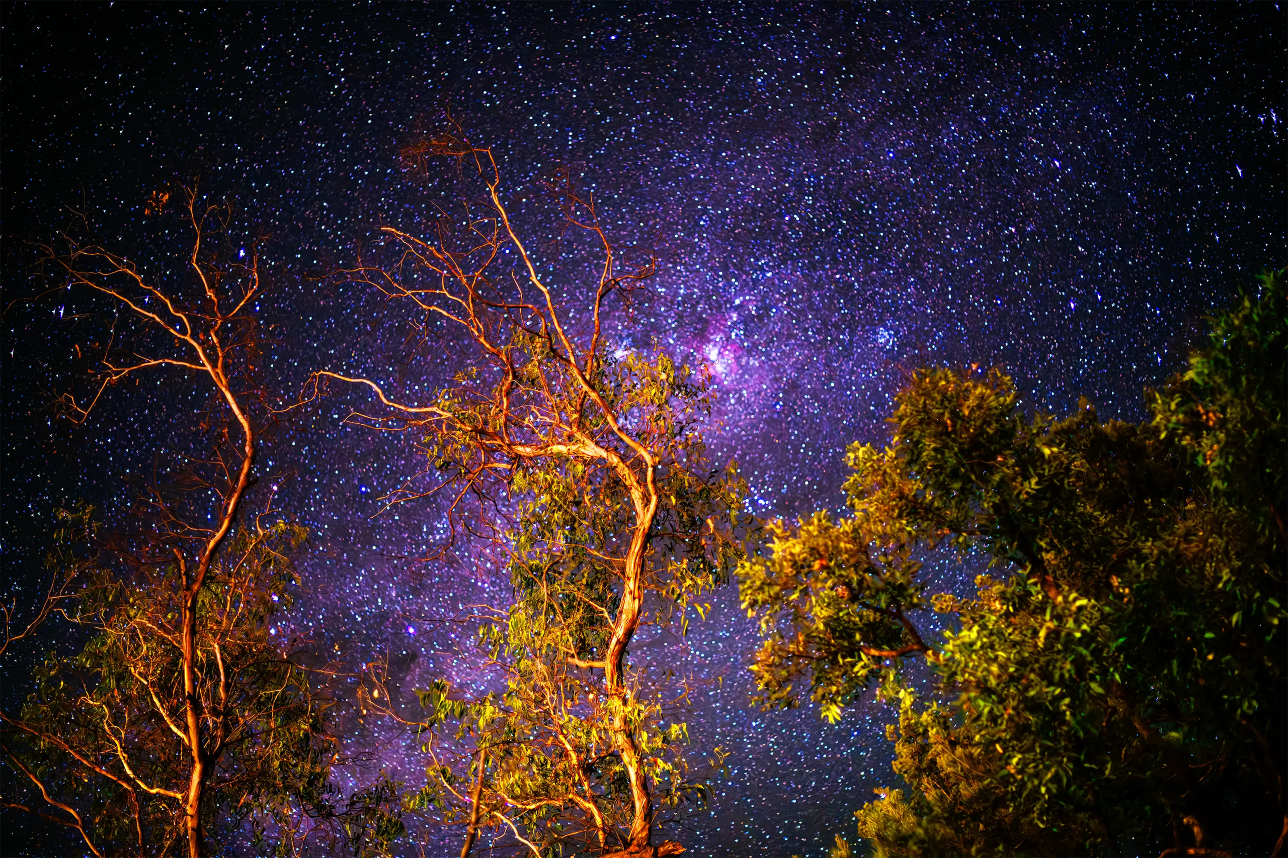 Garden Of Stars Wall Art