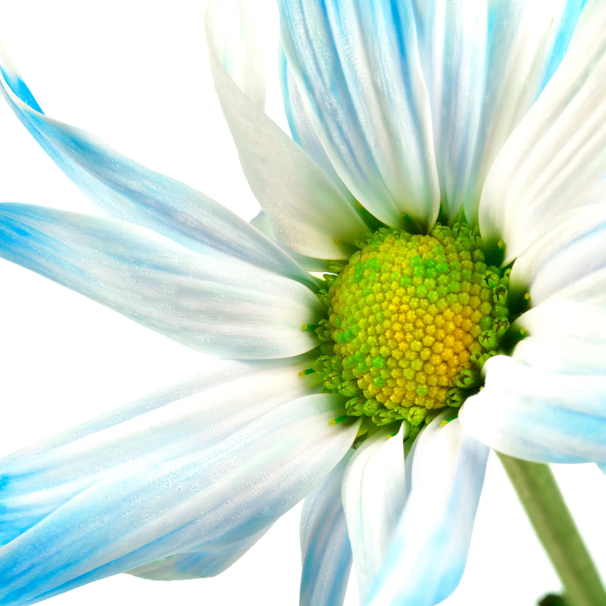 Fine Art Print Wall Art
