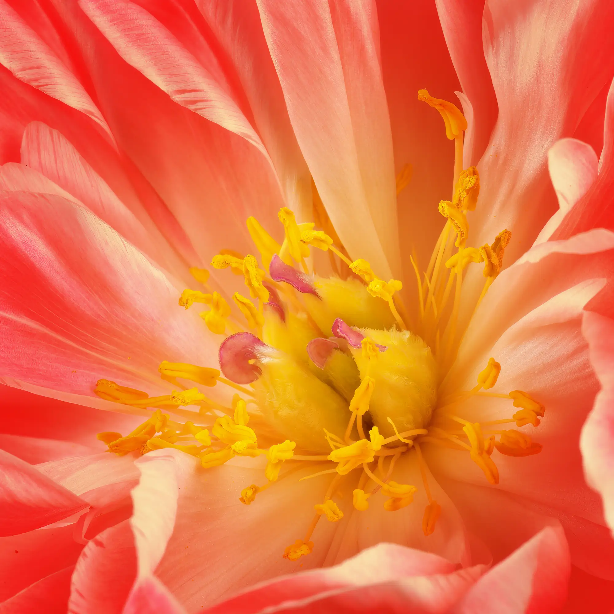 Flower Wall Art