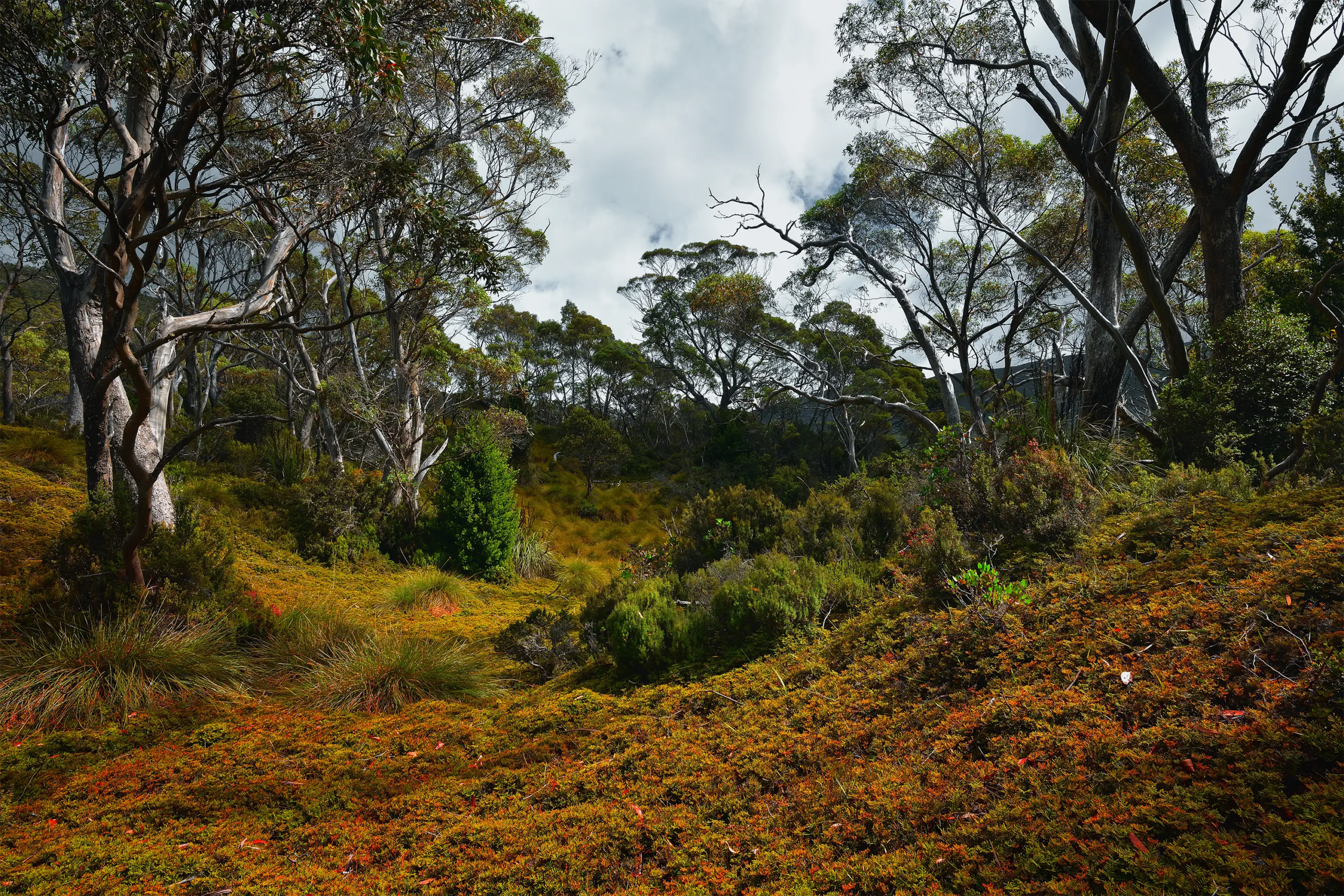Overland Track
