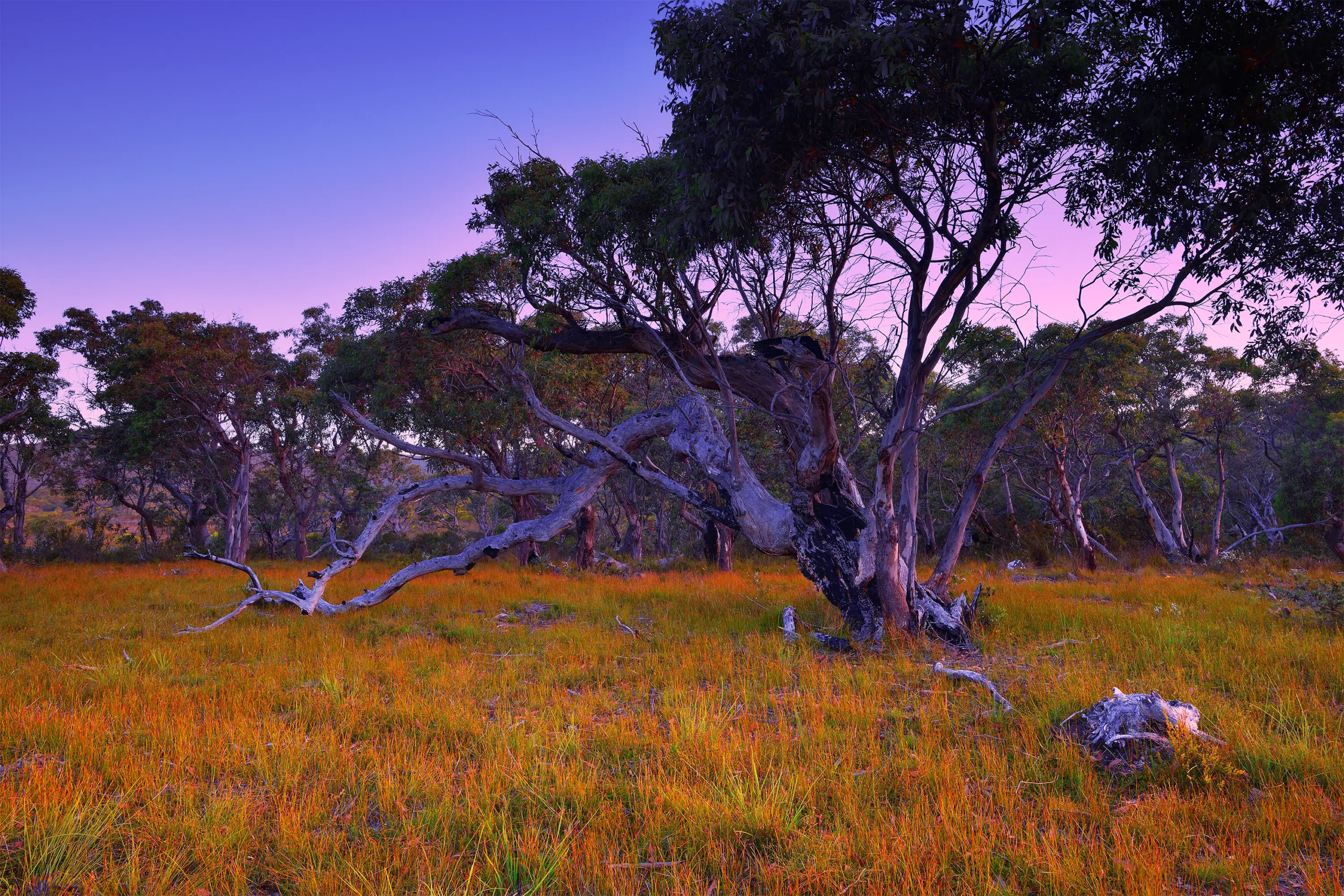 Tasman Twilight