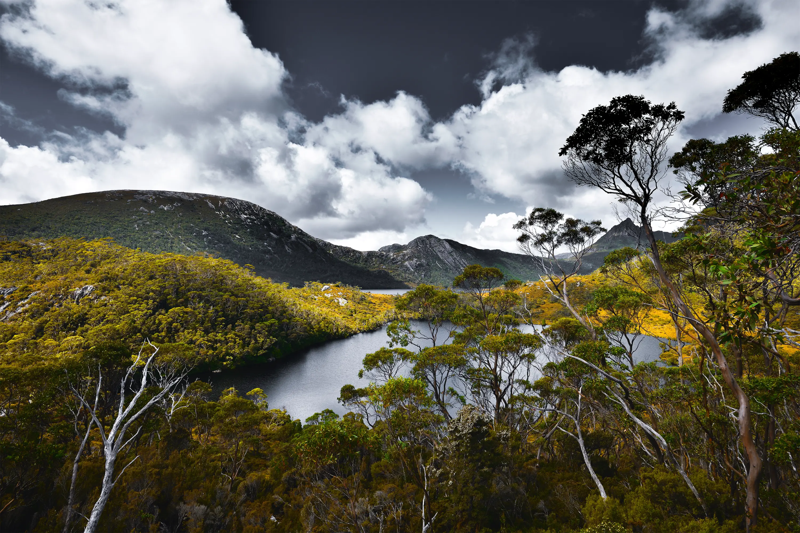 Wild Tasmania