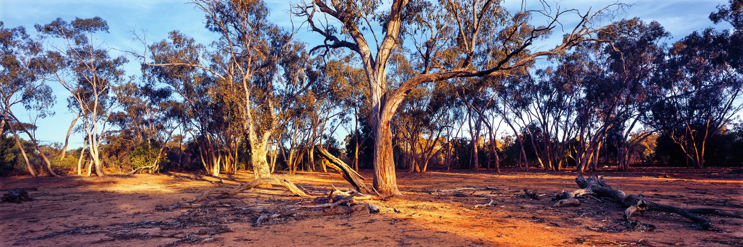 Mulga Gums Wall Art