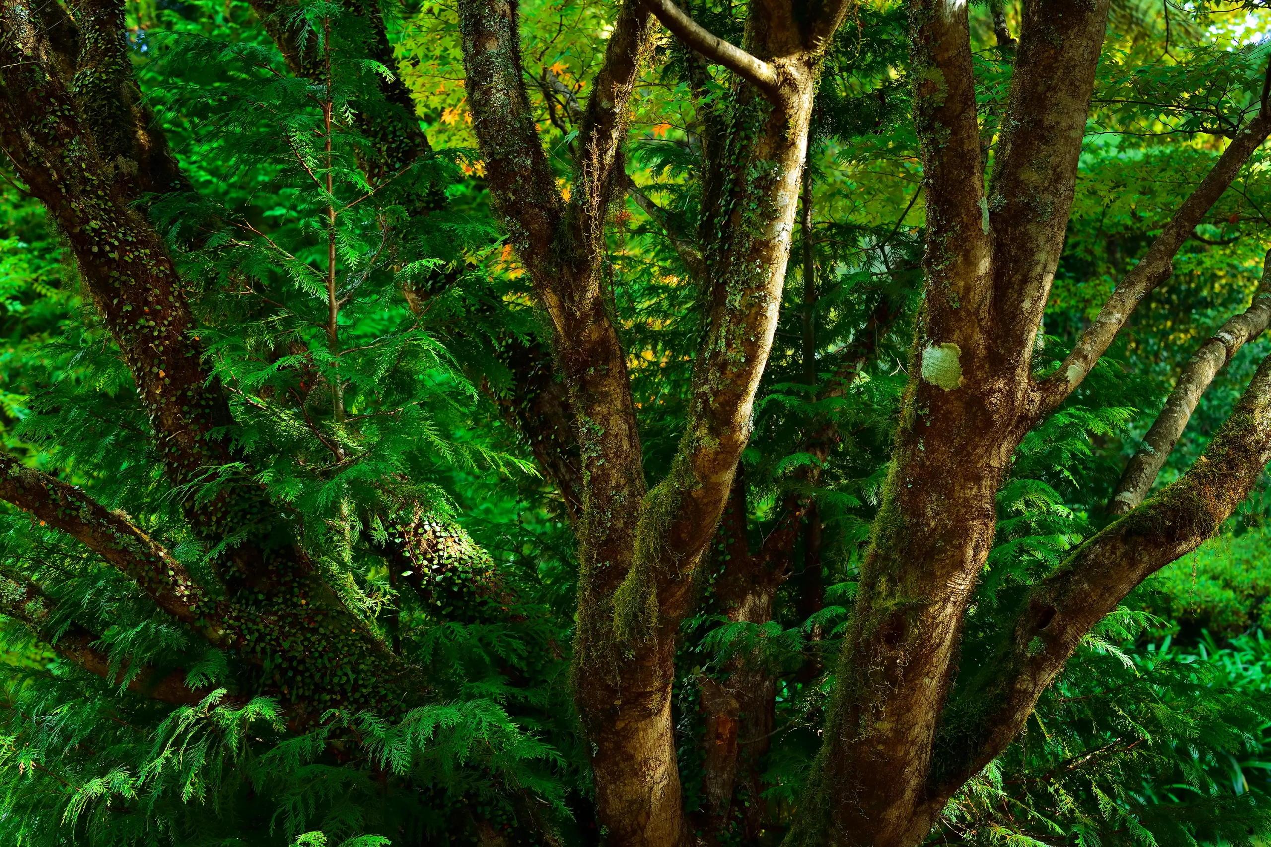 Ever Green Wall Art