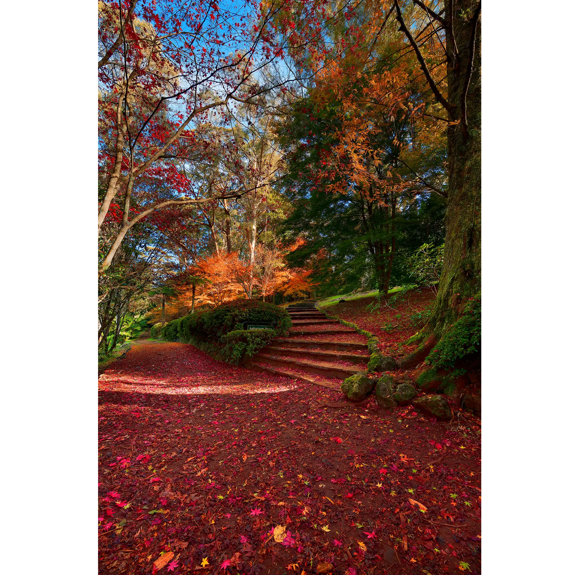 Laburnum Wall Art