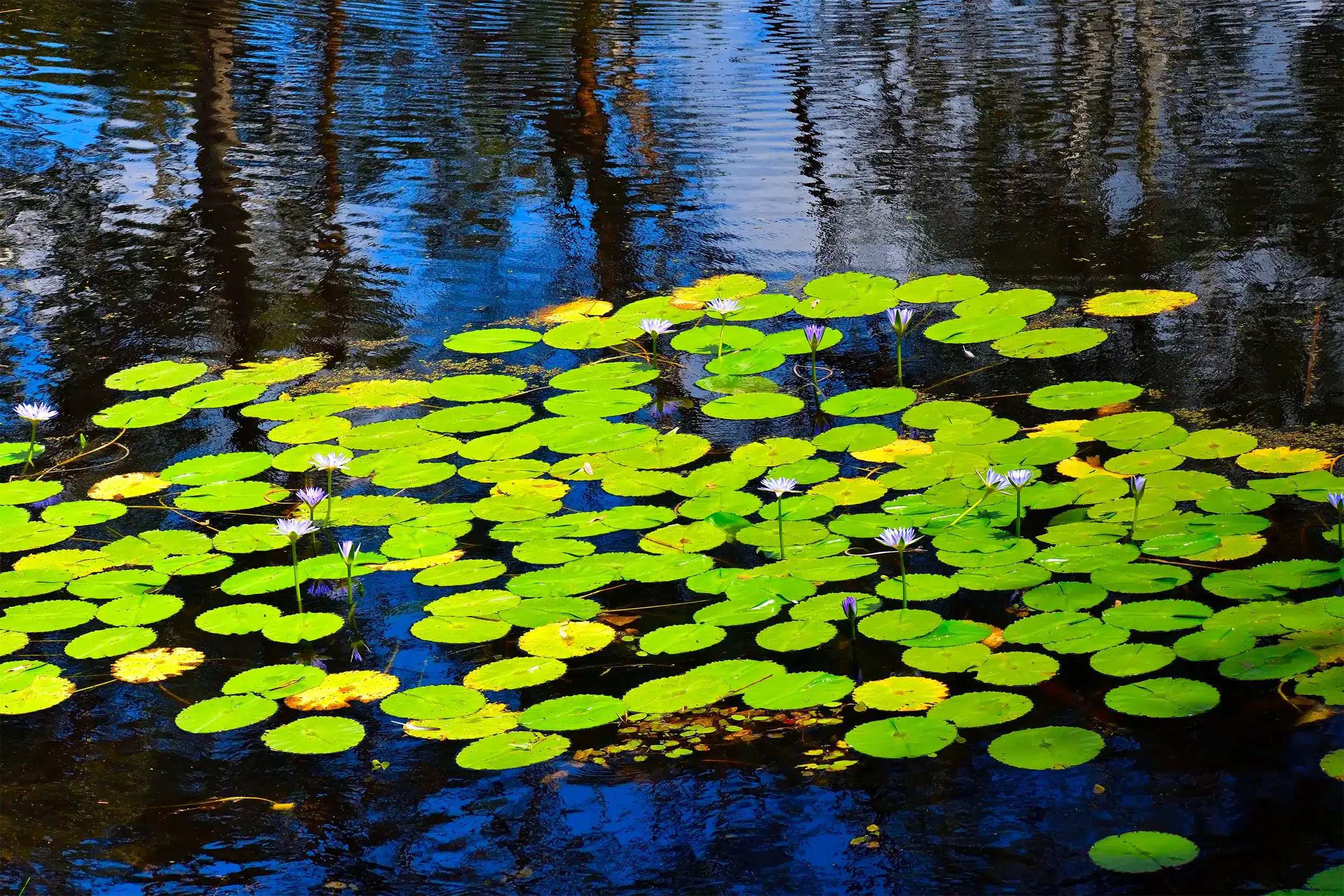 Natures Template Wall Art