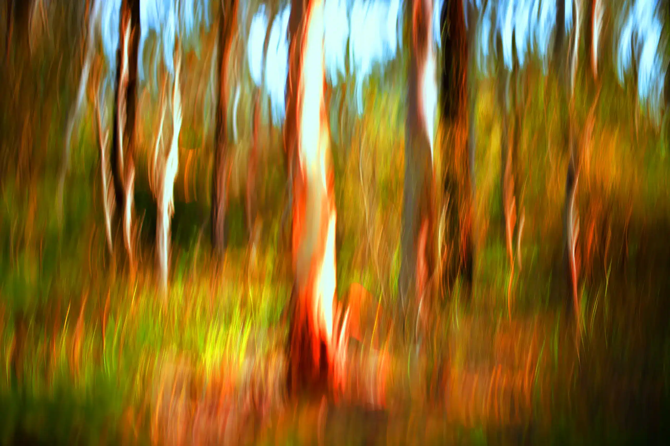 Spinifex Brush Wall Art