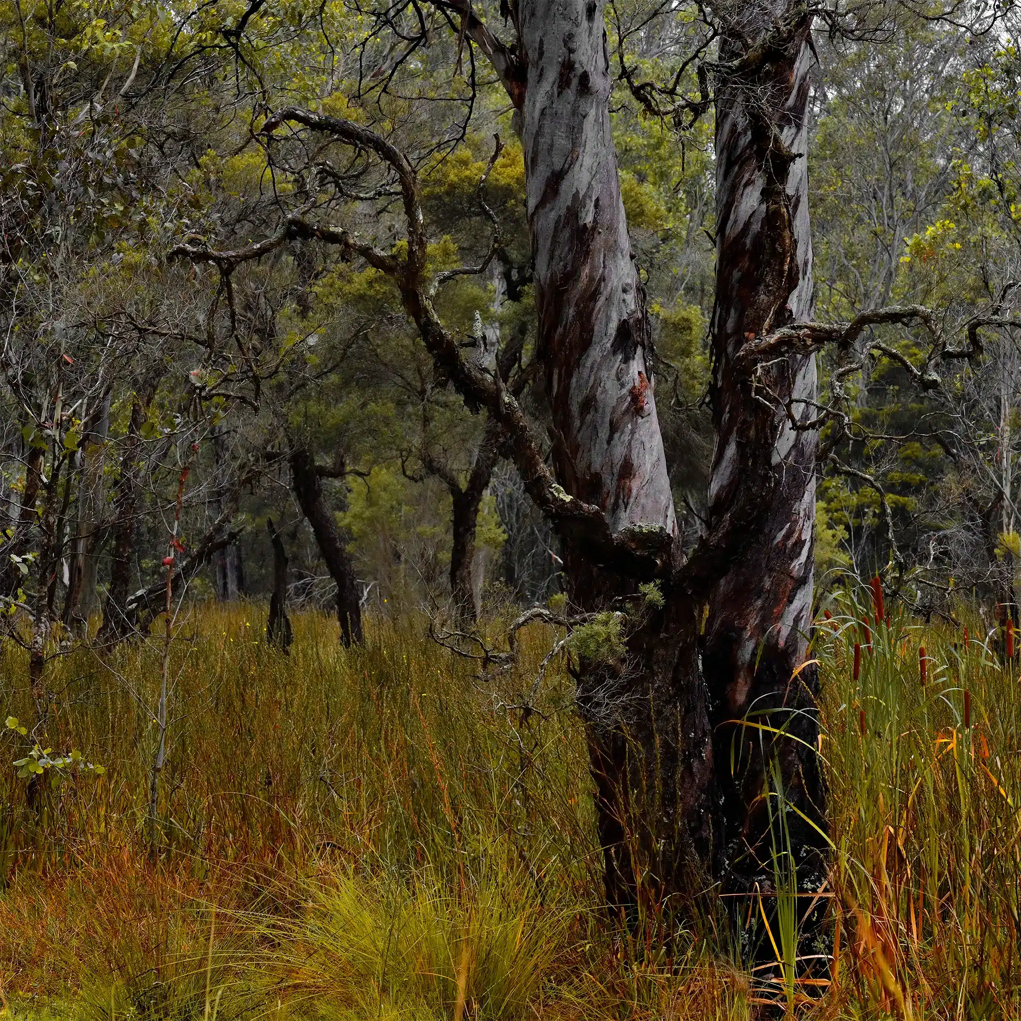 Swamp Bush Wall Art