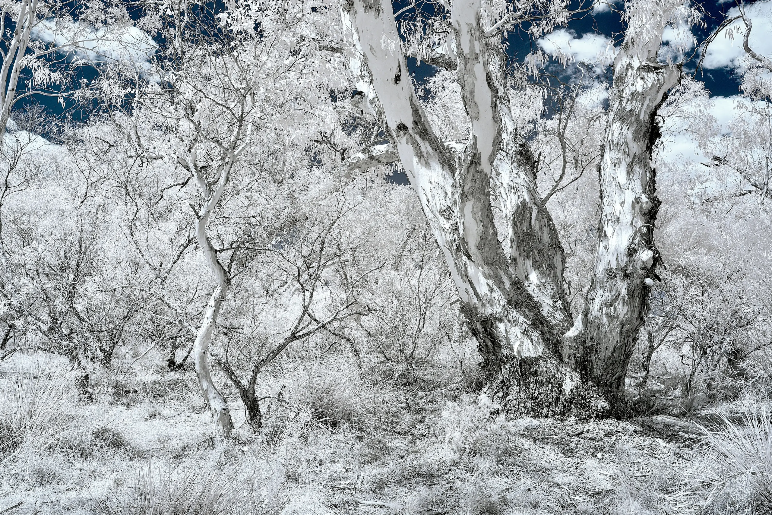 Torn IR 720 NM Wall Art