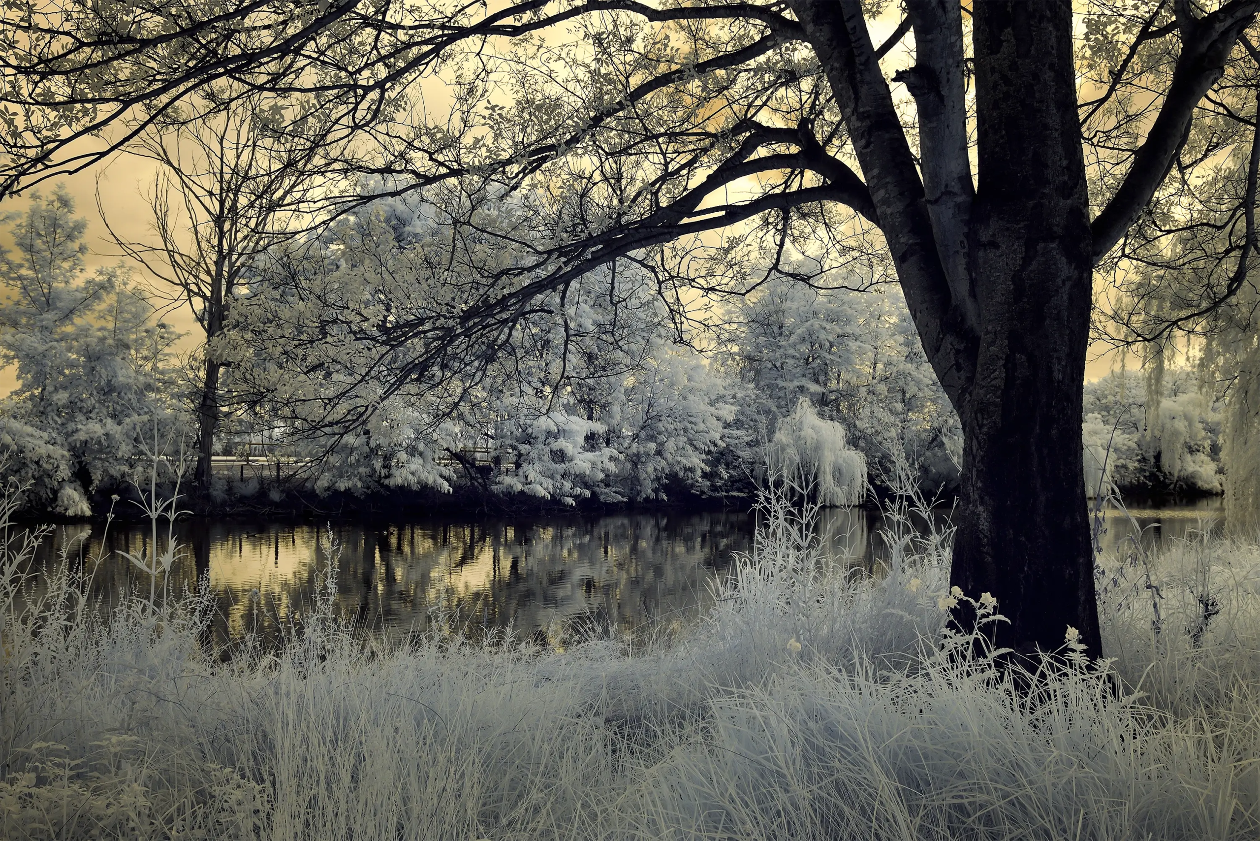 White Morning IR 720 NM Wall Art