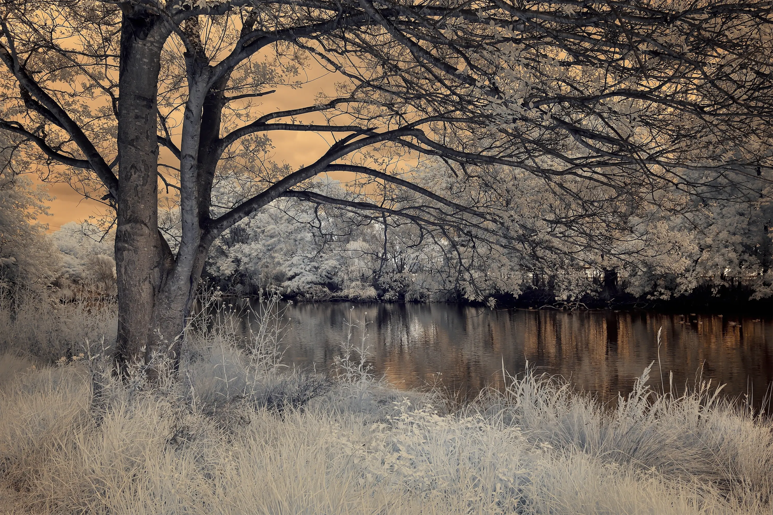 Winters Day IR 720 NM Wall Art