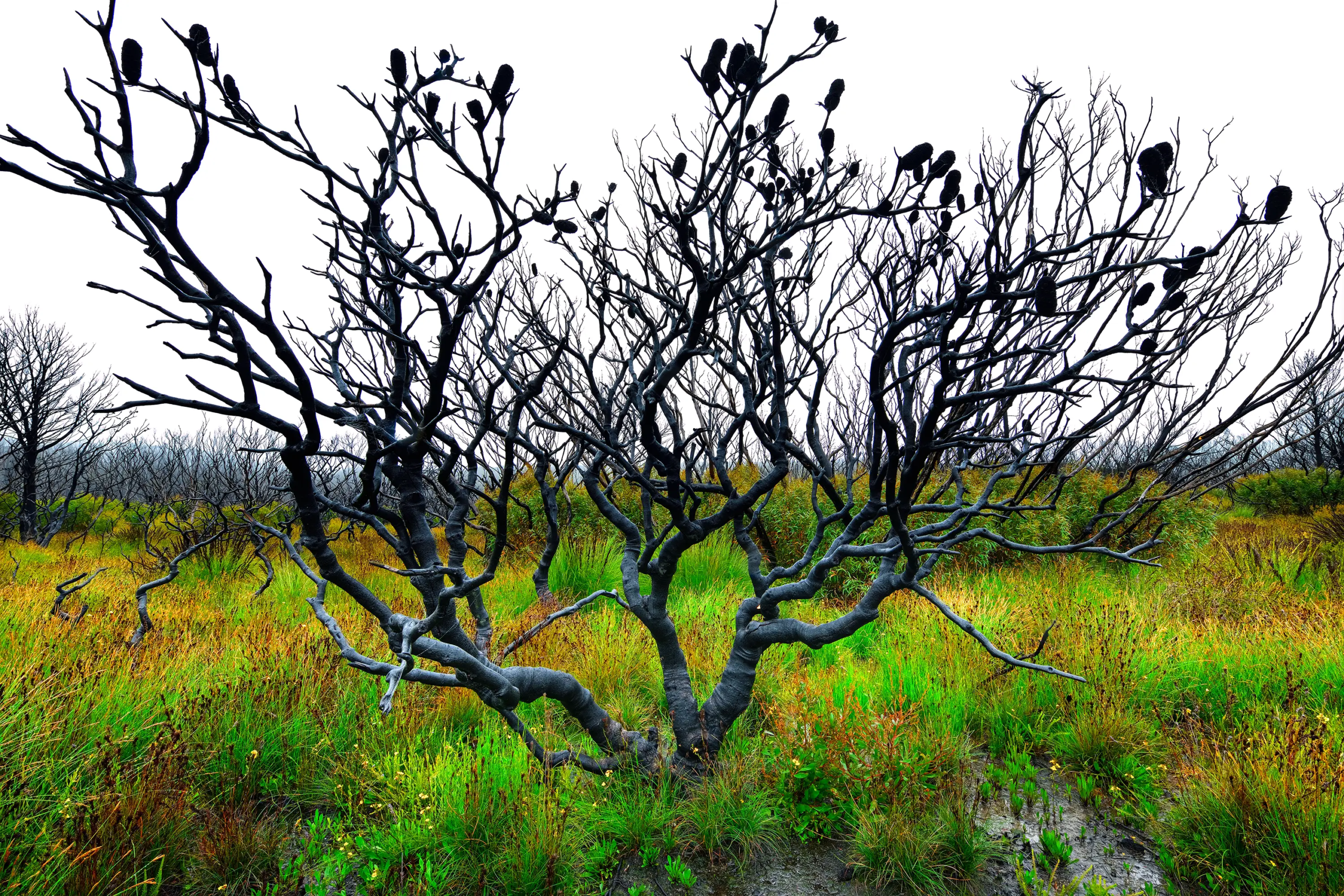 Wetlands Wall Art