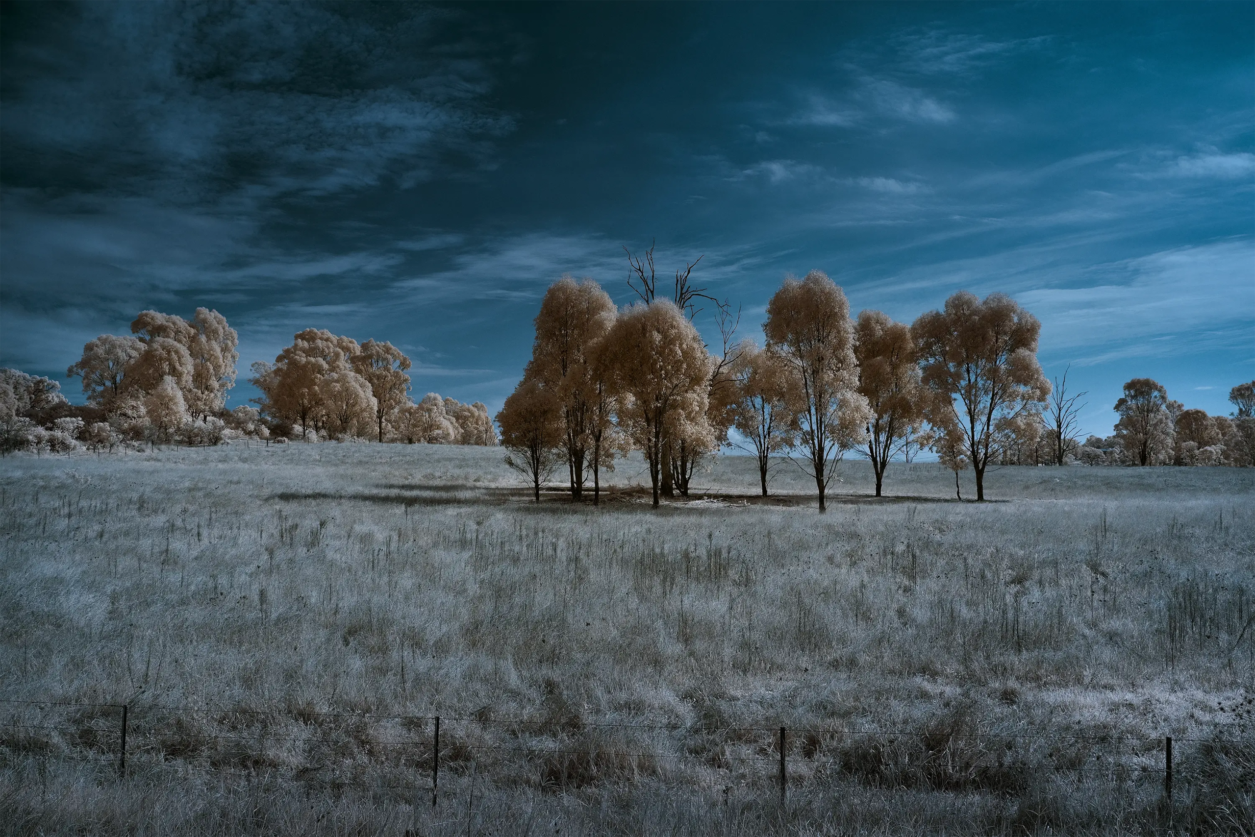 Tarnished Field Wall Art