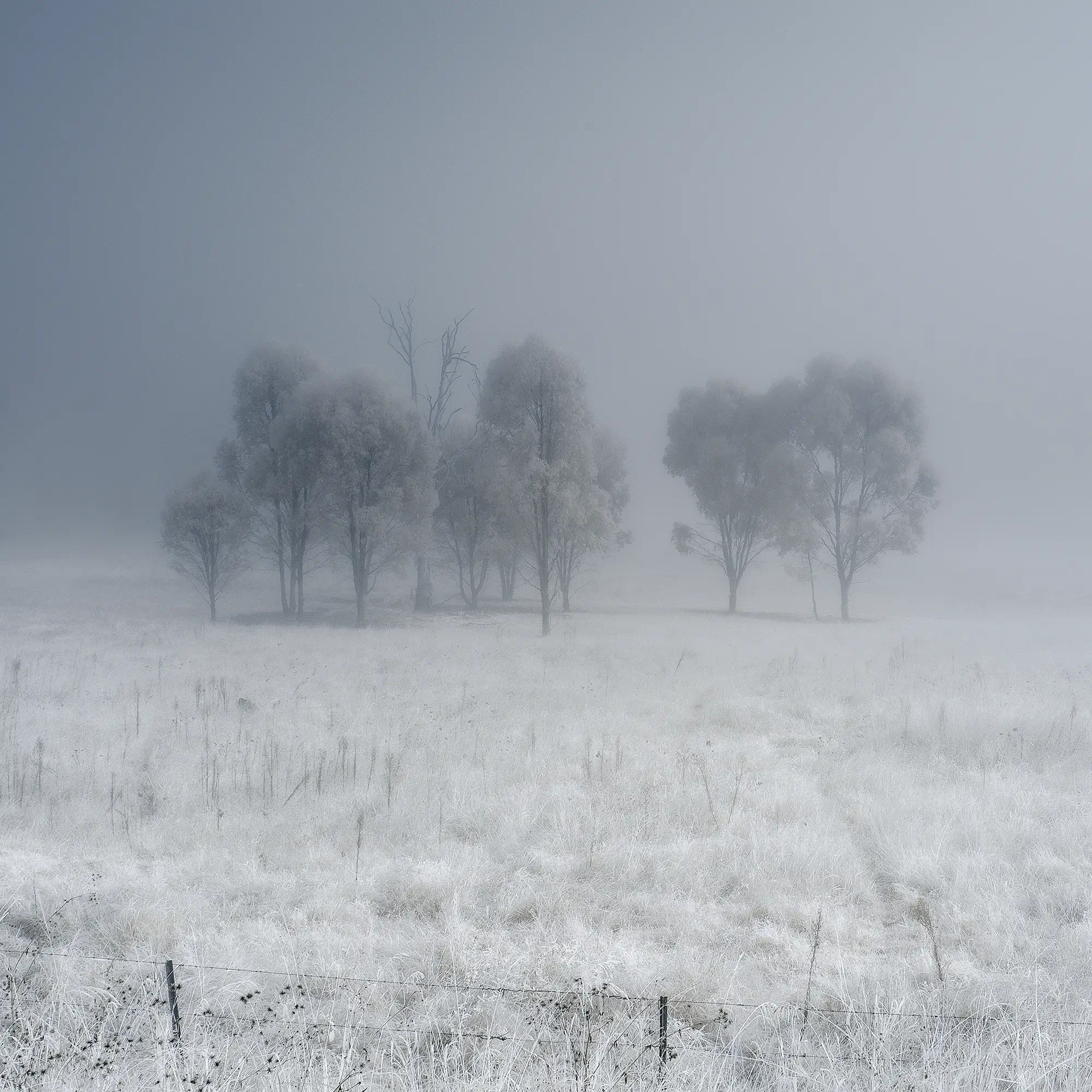 Winters Frost Wall Art